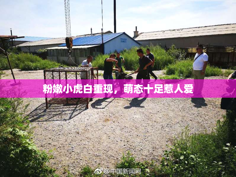 粉嫩小虎白重现，萌态十足惹人爱
