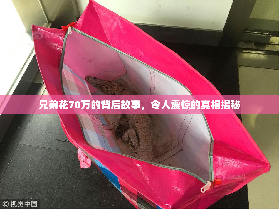 兄弟花70万的背后故事，令人震惊的真相揭秘