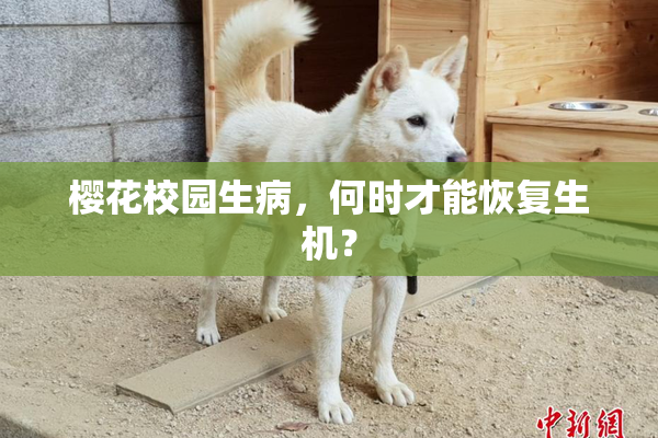 樱花校园生病，何时才能恢复生机？