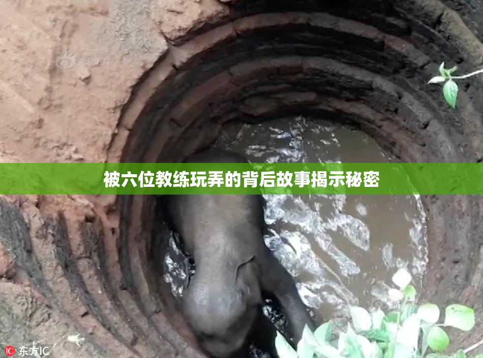 被六位教练玩弄的背后故事揭示秘密