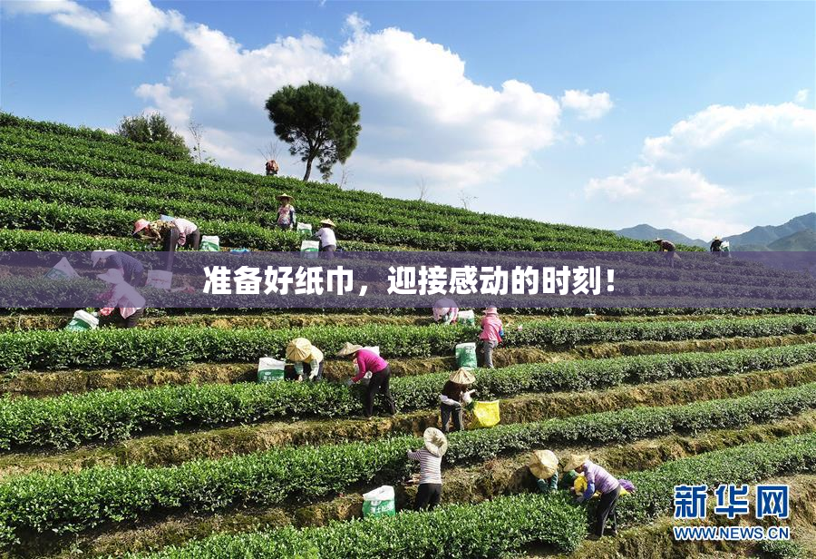 准备好纸巾，迎接感动的时刻！