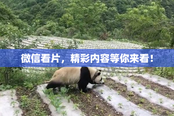 微信看片，精彩内容等你来看！