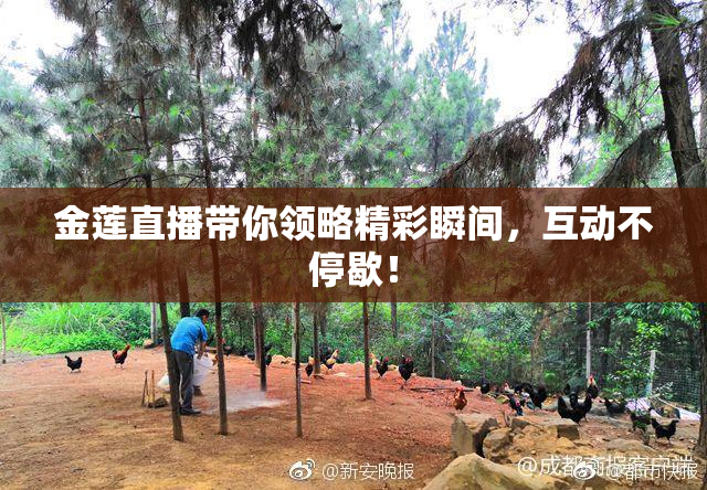 金莲直播带你领略精彩瞬间，互动不停歇！