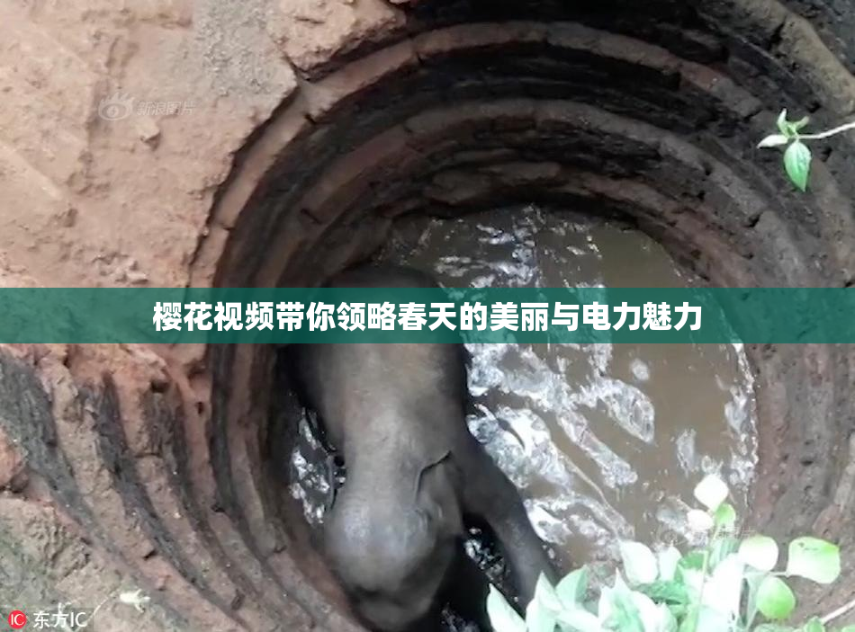 樱花视频带你领略春天的美丽与电力魅力