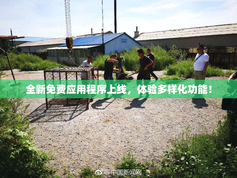全新免费应用程序上线，体验多样化功能！