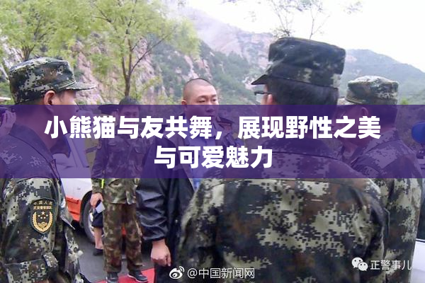 小熊猫与友共舞，展现野性之美与可爱魅力