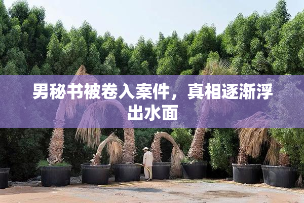 男秘书被卷入案件，真相逐渐浮出水面