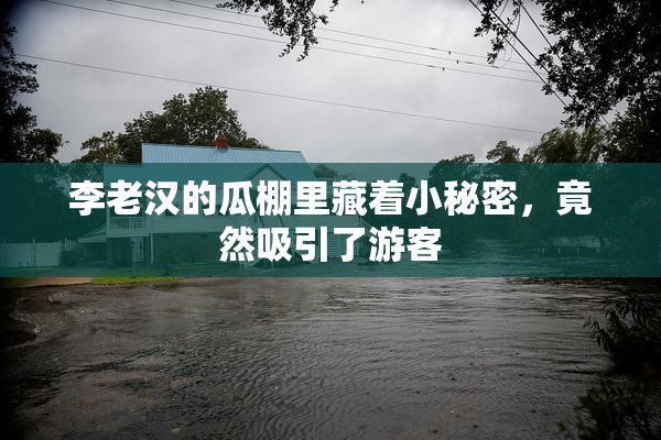 李老汉的瓜棚里藏着小秘密，竟然吸引了游客
