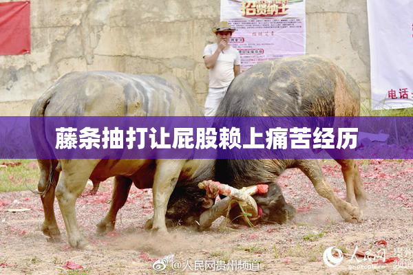 藤条抽打让屁股赖上痛苦经历