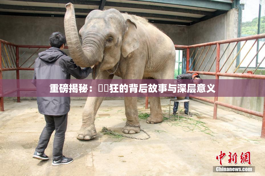 重磅揭秘：❌‌狂的背后故事与深层意义