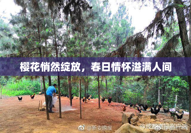 樱花悄然绽放，春日情怀溢满人间