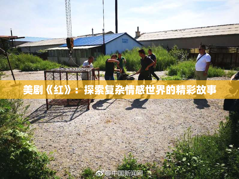 美剧《红》：探索复杂情感世界的精彩故事