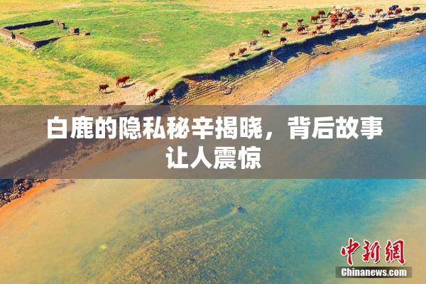 白鹿的隐私秘辛揭晓，背后故事让人震惊