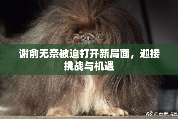 谢俞无奈被迫打开新局面，迎接挑战与机遇