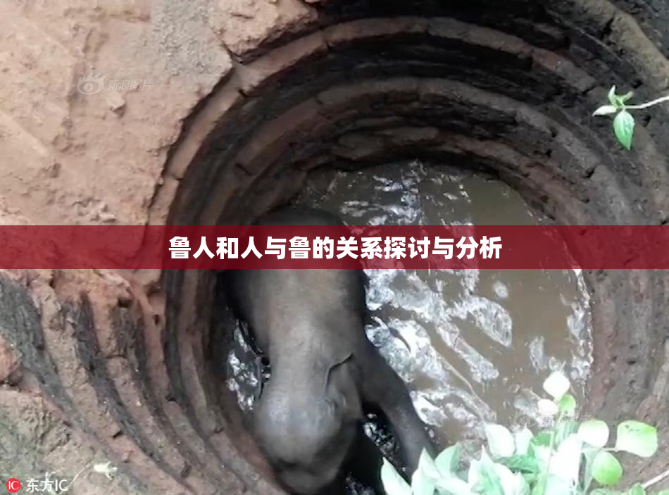 鲁人和人与鲁的关系探讨与分析