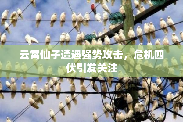 云霄仙子遭遇强势攻击，危机四伏引发关注