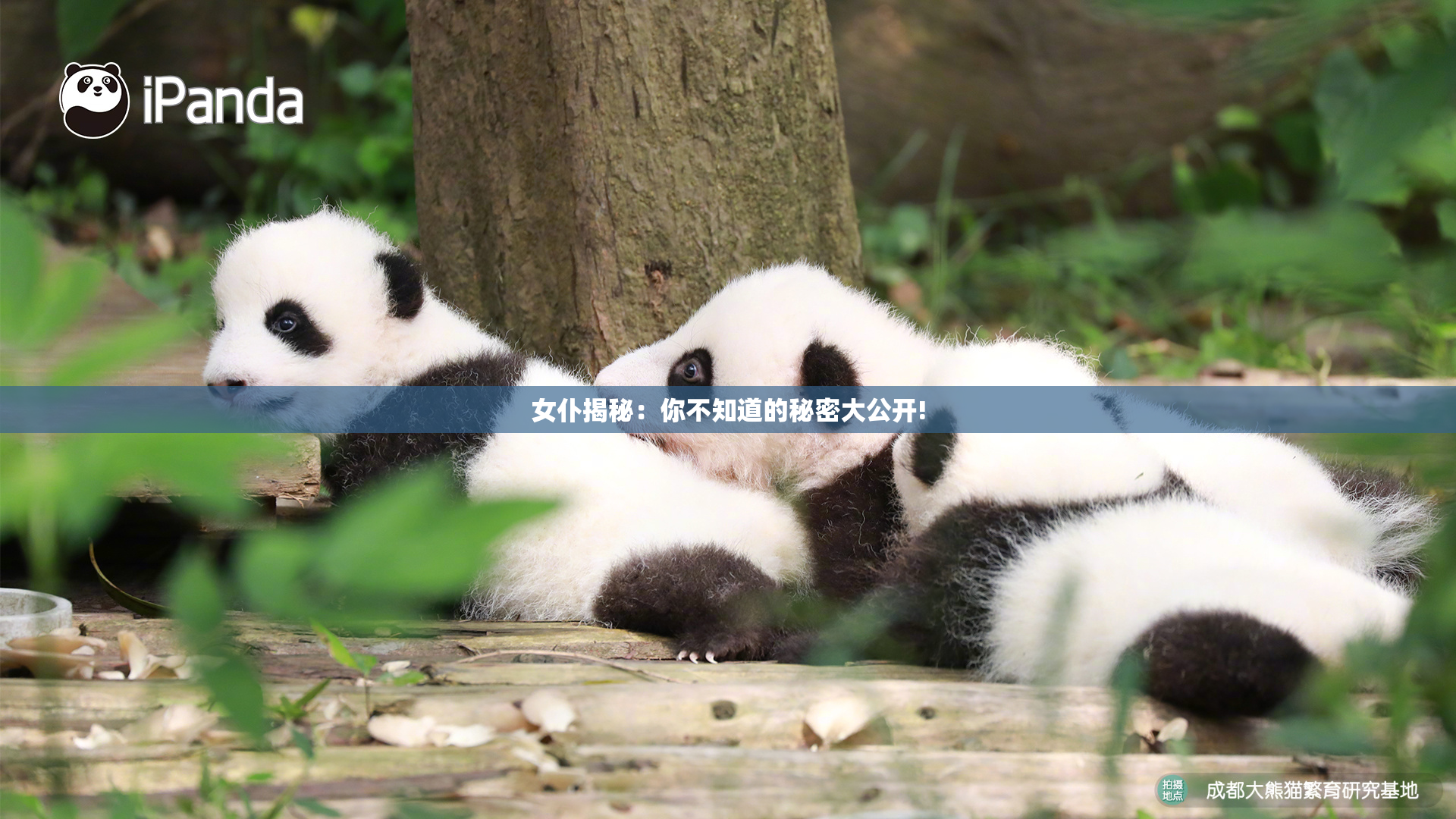 女仆揭秘：你不知道的秘密大公开!
