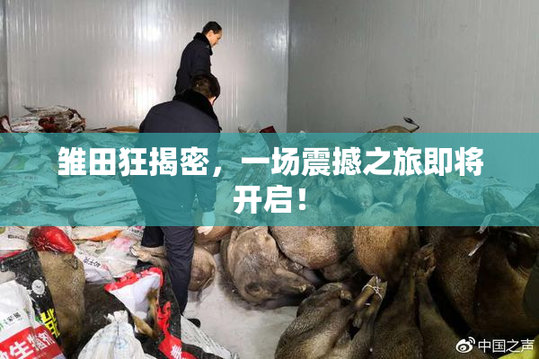 雏田狂揭密，一场震撼之旅即将开启！