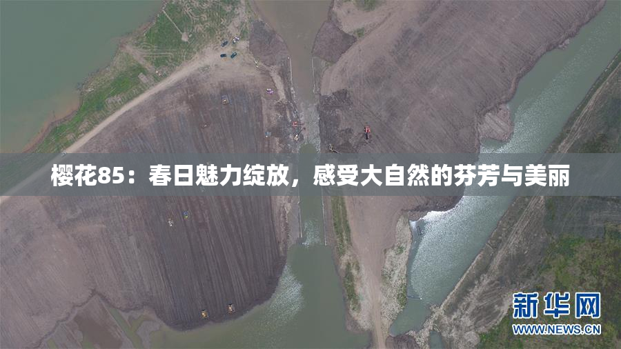 樱花85：春日魅力绽放，感受大自然的芬芳与美丽