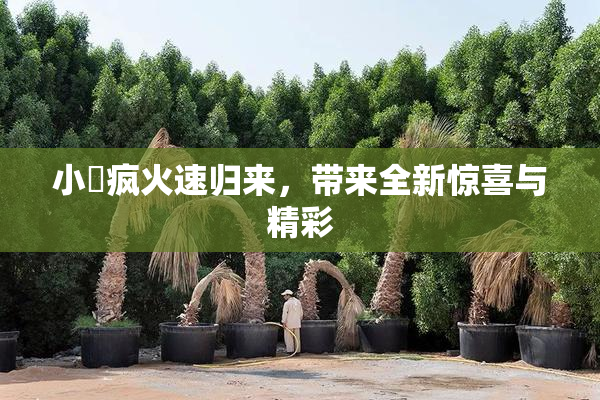 小泬疯火速归来，带来全新惊喜与精彩
