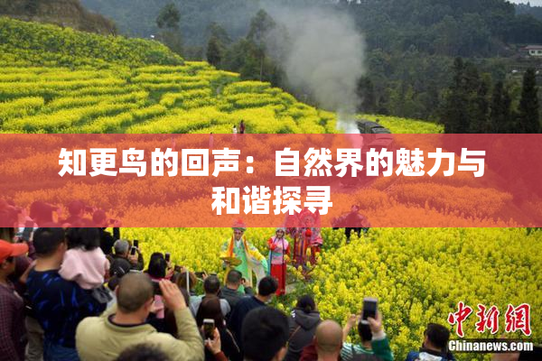 知更鸟的回声：自然界的魅力与和谐探寻