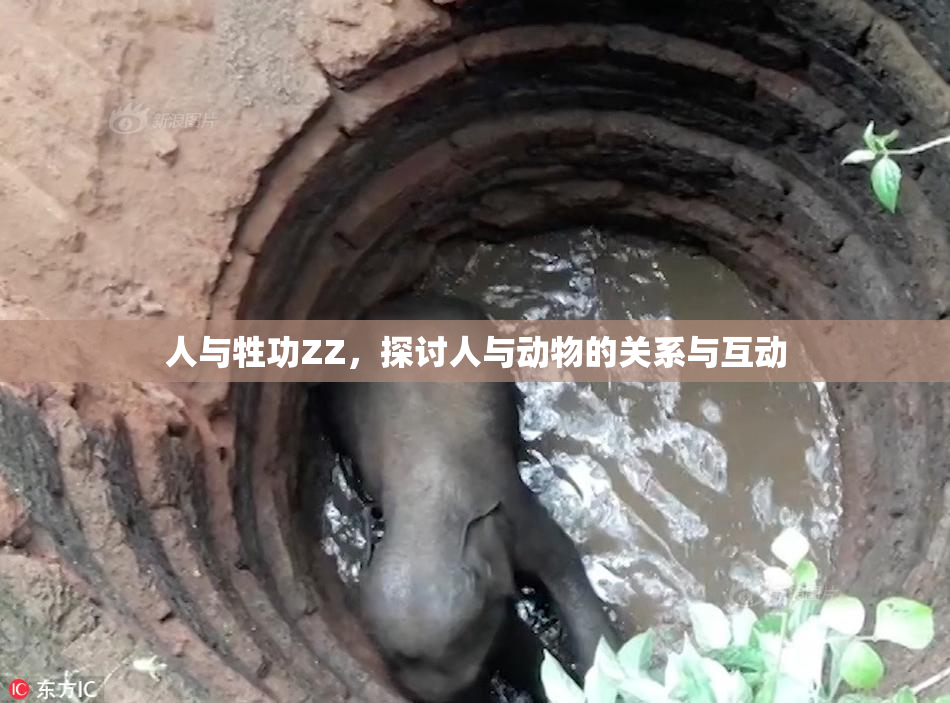 人与牲功ZZ，探讨人与动物的关系与互动