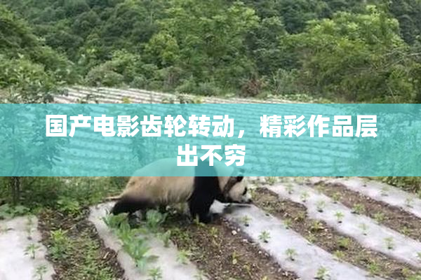 国产电影齿轮转动，精彩作品层出不穷