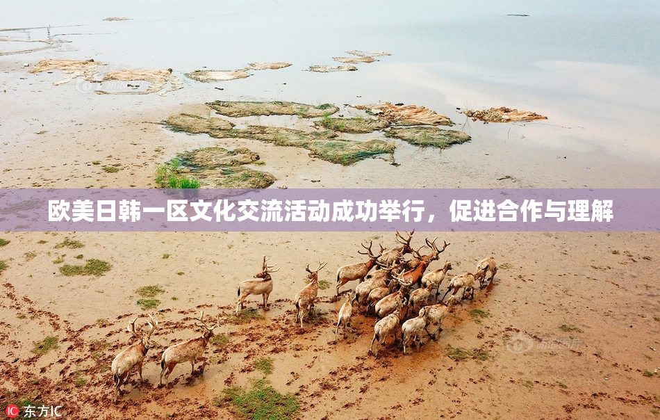 欧美日韩一区文化交流活动成功举行，促进合作与理解