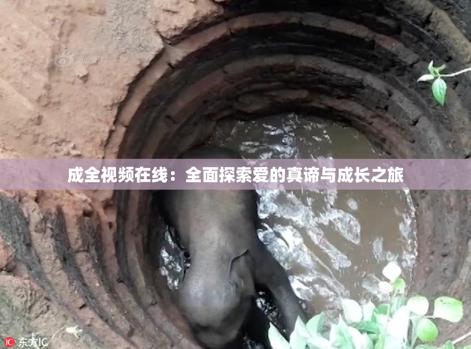 成全视频在线：全面探索爱的真谛与成长之旅