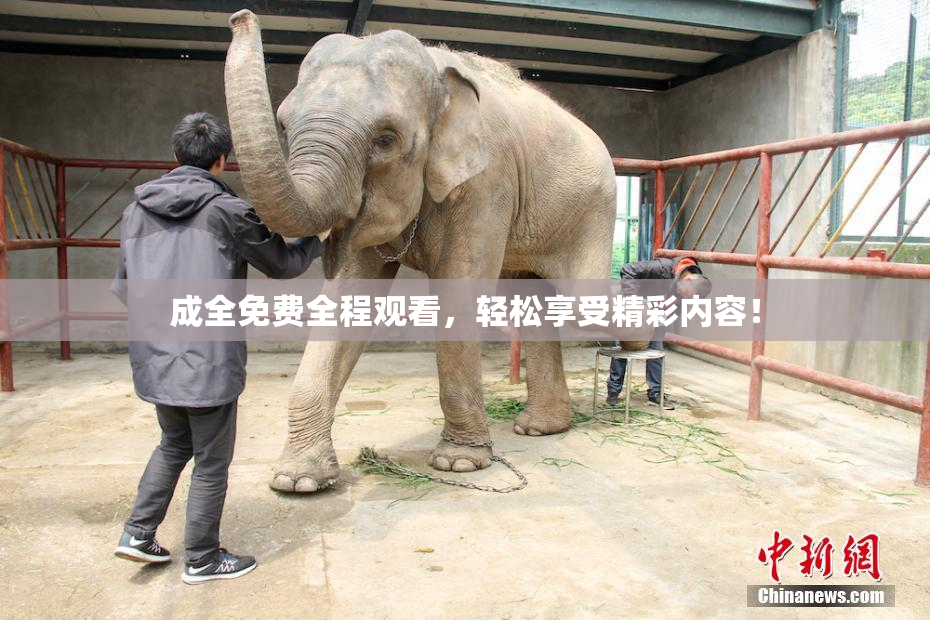 成全免费全程观看，轻松享受精彩内容！