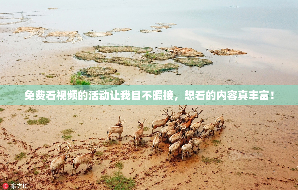 免费看视频的活动让我目不暇接，想看的内容真丰富！
