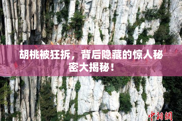 胡桃被狂拆，背后隐藏的惊人秘密大揭秘！