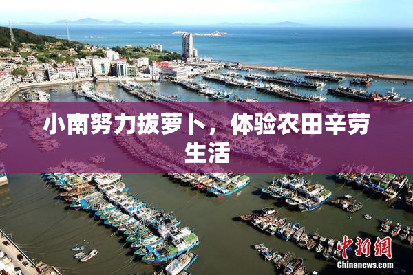 小南努力拔萝卜，体验农田辛劳生活