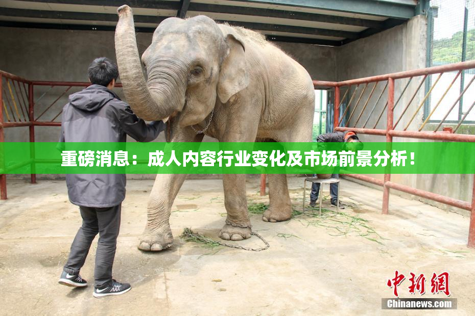 重磅消息：成人内容行业变化及市场前景分析！