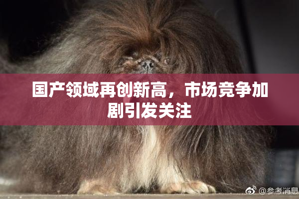 国产领域再创新高，市场竞争加剧引发关注