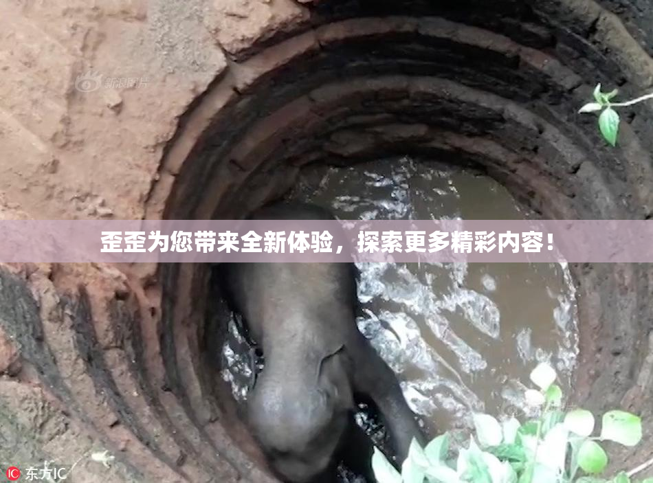 歪歪为您带来全新体验，探索更多精彩内容！