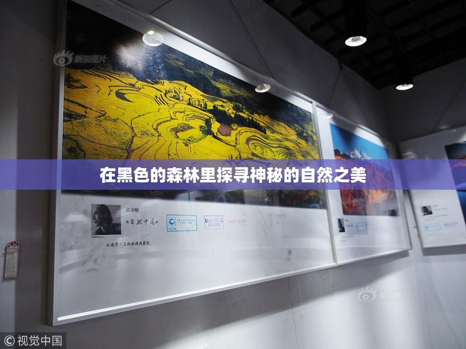 在黑色的森林里探寻神秘的自然之美