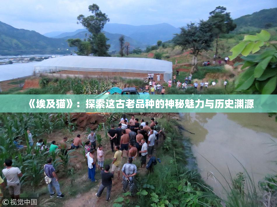 《埃及猫》：探索这古老品种的神秘魅力与历史渊源