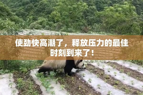 使劲快高潮了，释放压力的最佳时刻到来了！
