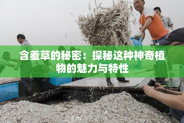 含羞草的秘密：探秘这种神奇植物的魅力与特性