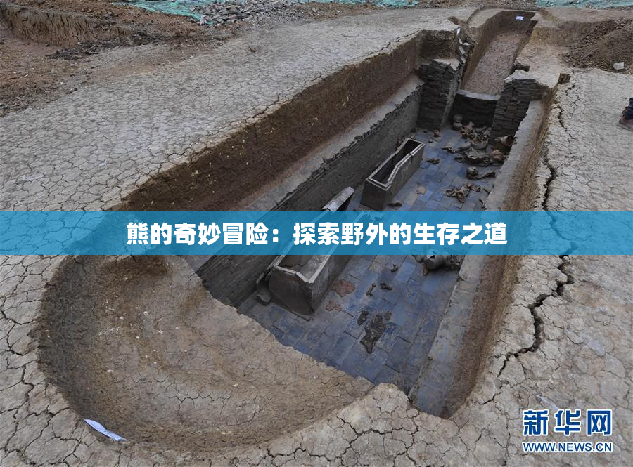 熊的奇妙冒险：探索野外的生存之道
