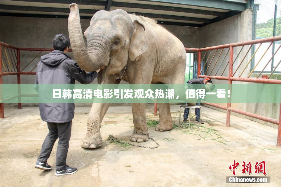 日韩高清电影引发观众热潮，值得一看！