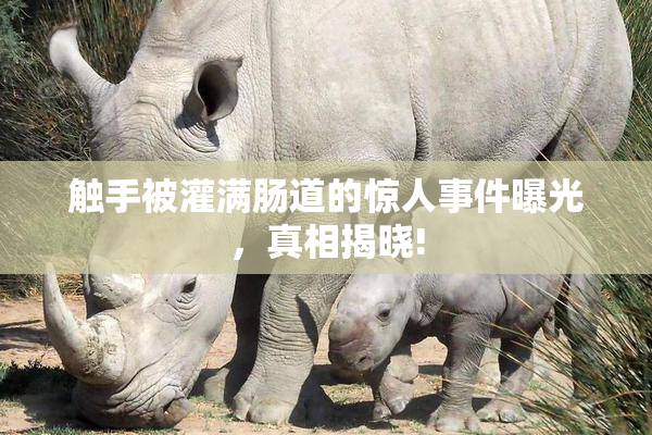 触手被灌满肠道的惊人事件曝光，真相揭晓!