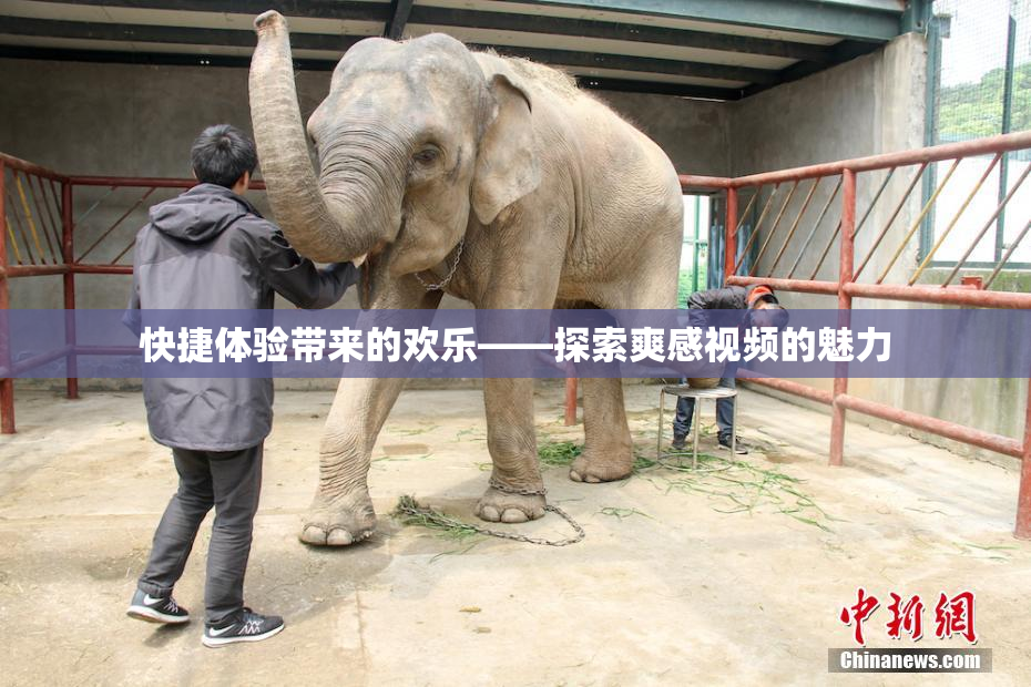 快捷体验带来的欢乐——探索爽感视频的魅力