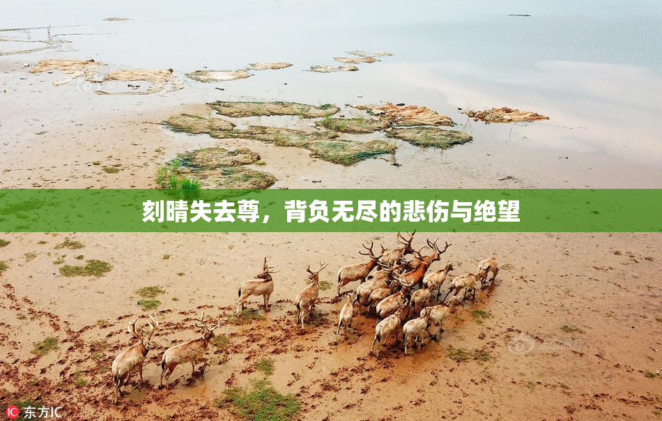刻晴失去尊，背负无尽的悲伤与绝望
