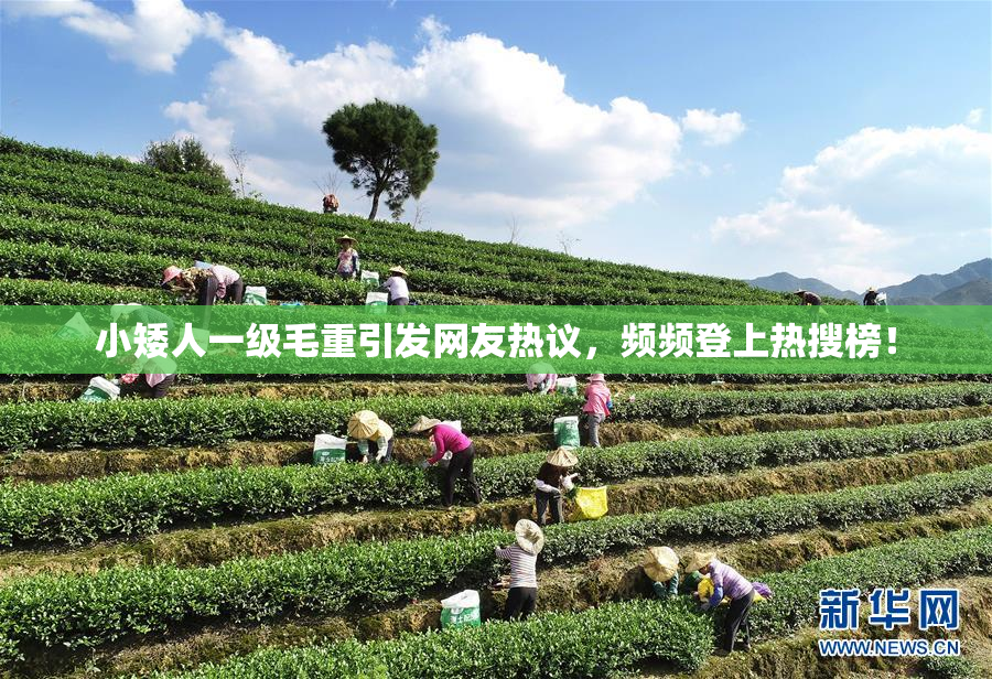 小矮人一级毛重引发网友热议，频频登上热搜榜！