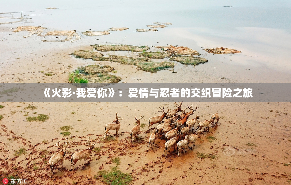 《火影·我爱你》：爱情与忍者的交织冒险之旅