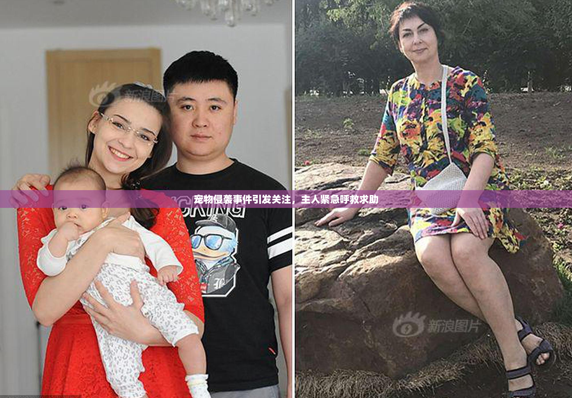 宠物侵袭事件引发关注，主人紧急呼救求助