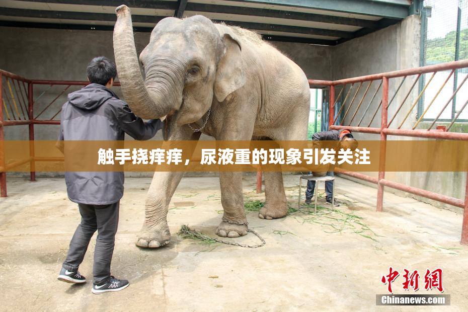 触手挠痒痒，尿液重的现象引发关注