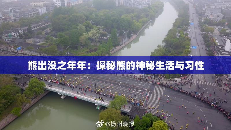 熊出没之年年：探秘熊的神秘生活与习性